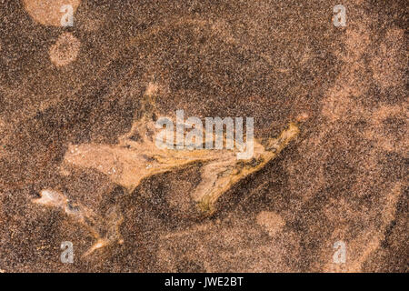 black mesa dinosaur tracks