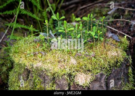 On the old stump grew its own forest with several small Christmas trees. Very interesting phenomenon. In such a small area there is a whole small fore Stock Photo