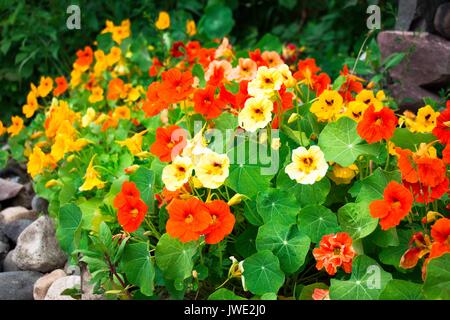 From dairy to red, in different shades, this beautiful flower grows in a garden on a fenced-stone wall. Stock Photo