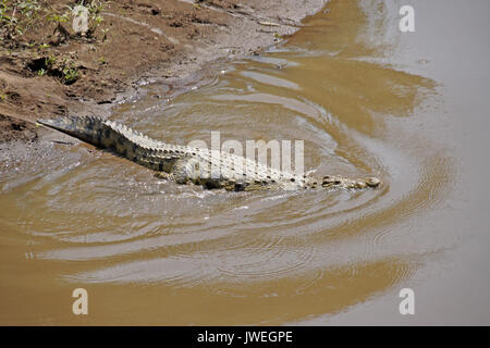 Nile crocodile entering Mara River, Masai Mara Game Reserve, Kenya Stock Photo