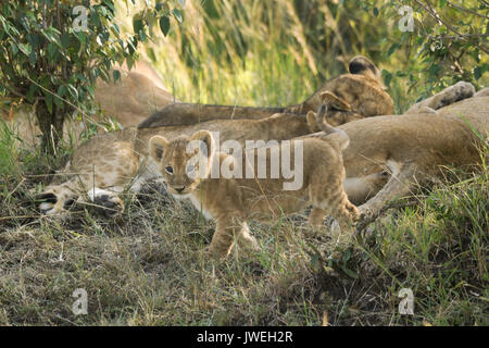 Tiny lion cub exploring while the rest of the pride sleeps, Masai Mara Game Reserve, Kenya Stock Photo