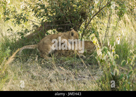 Tiny lion cub playing with sleeping older cub, Masai Mara Game Reserve, Kenya