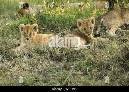 Tiny lion cubs awake while the rest of the pride sleeps in the shade, Masai Mara Game Reserve, Kenya Stock Photo