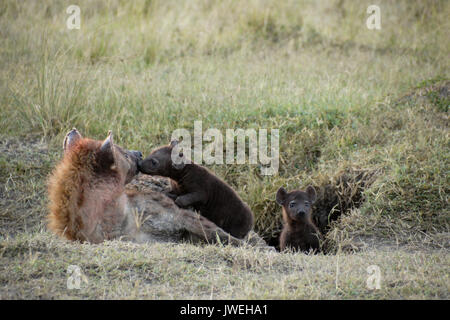 Spotted hyena at den with two tiny cubs, Masai Mara Game Reserve, Kenya Stock Photo