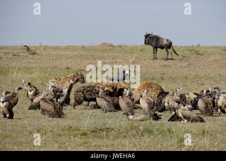 Spotted hyenas, vultures, and marabou stork feeding on a wildebeest carcass, Masai Mara Game Reserve, Kenya