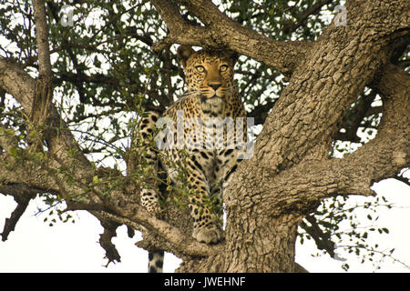 Leopard sitting in tree, scanning the area for prey, Masai Mara Game Reserve, Kenya Stock Photo