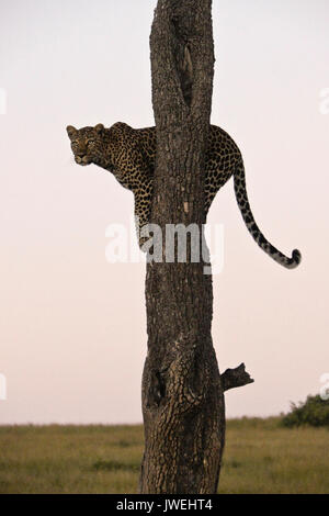 Leopard perched in tree at day's end, looking for prey, Masai Mara Game Reserve, Kenya Stock Photo