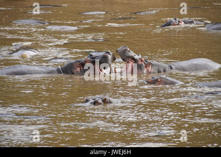 Hippos play-fighting (mouthing) in the Mara River, Masai Mara Game Reserve, Kenya Stock Photo