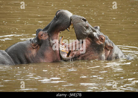 Hippos play-fighting (mouthing) in the Mara River, Masai Mara Game Reserve, Kenya Stock Photo