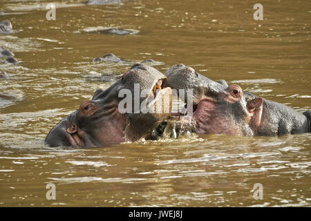 Hippos play-fighting (mouthing) in the Mara River, Masai Mara Game Reserve, Kenya Stock Photo