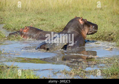 Hippos wallowing (and defecating) in a small pool, Masai Mara Game Reserve, Kenya Stock Photo