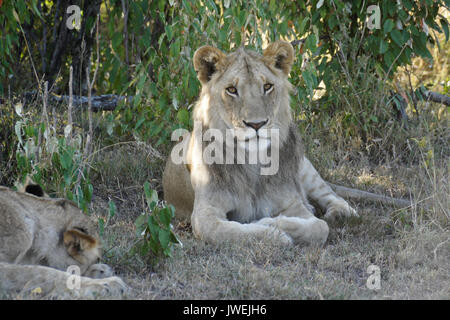 Young male lion resting in shade of bushes, Masai Mara Game Reserve, Kenya Stock Photo