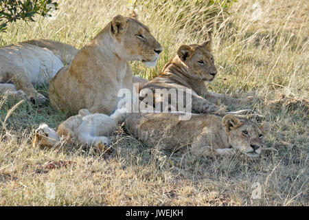 Lions resting in shade after nursing session, Masai Mara Game Reserve, Kenya Stock Photo