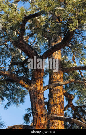 Ponderosa Pine, Pinus ponderosa, after a snowfall in Ponderosa Grove Campground on BLM land near Coral Pink Sand Dunes State Park, Utah, USA Stock Photo