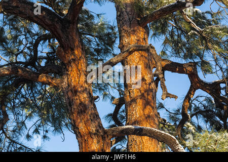Ponderosa Pine, Pinus ponderosa, after a snowfall in Ponderosa Grove Campground on BLM land near Coral Pink Sand Dunes State Park, Utah, USA Stock Photo