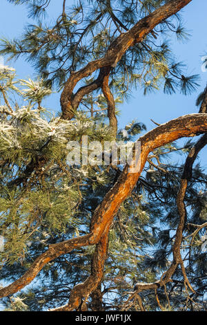 Ponderosa Pine, Pinus ponderosa, after a snowfall in Ponderosa Grove Campground on BLM land near Coral Pink Sand Dunes State Park, Utah, USA Stock Photo