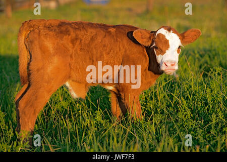 Cow Calf Angus Hereford cross staninding in meadow, portrait closeup Stock Photo