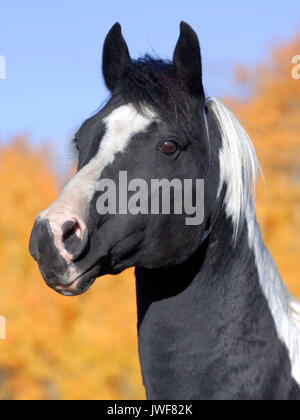 Closae up Headshot of beautiful Tobiano Pinto Stallion, against blue sky, blured tree background Stock Photo