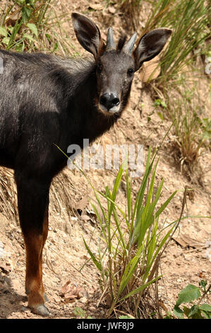 The Sumatran Serow is threatened due to habitat loss and hunting, leading to it being evaluated as vulnerable by the IUCN. Stock Photo