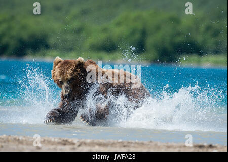 Brown bear pouncing on sockeye salmon in the rivers around Kuril Lake Kamchatka, Russia. Stock Photo