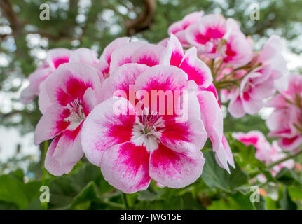 Bunte Geranien, Balkonblumen, Oberbayern, Bayern Deutschland Stock Photo