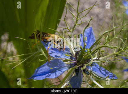 Wespe auf der Blüte einer Jungfer im Grünen (Nigella damascena), Bayern, Deutschland, Europa Stock Photo