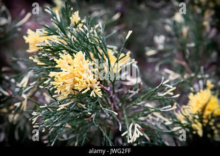 Beautiful sprigs of juniper, painted on the ends of the shoots in yellow. Variety of juniper Coastal . Stock Photo