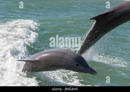 Bottlenose dolphins (Tursiops truncatus) breaching near Marco Island, Florida, USA Stock Photo