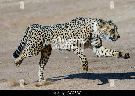 Cheetah running at full speed Stock Photo