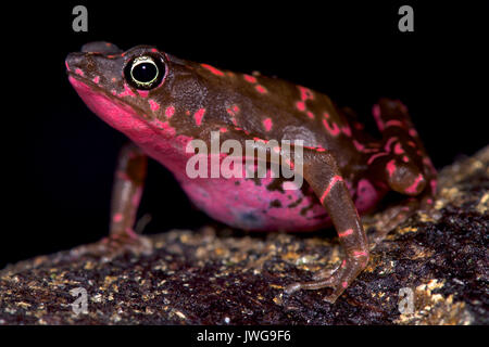 purple fluorescent frog