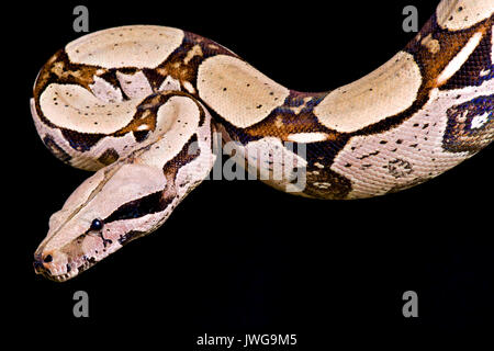 Red-tailed boa, Boa constrictor imperator Stock Photo