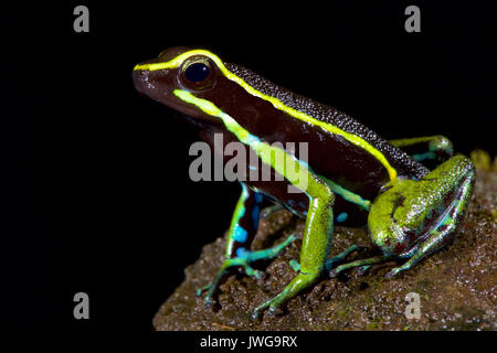 Three-striped poison dart frog, Ameerega trivittatus Stock Photo