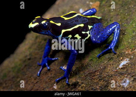 Dyeing dart frog, Dendrobates tinctorius 'Bakhuis' Stock Photo