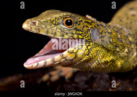 Crocodile tegu, Crocodilurus amazonicus Stock Photo