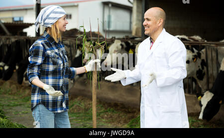 Couple of vets working with milky cows in cowhouse outdoors