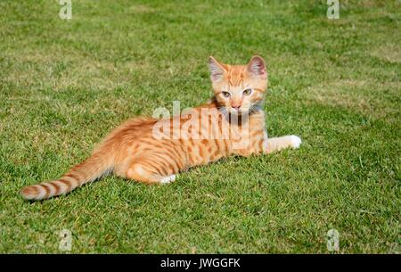 Twelve week old ginger kitten sitting in the garden, UK. Stock Photo