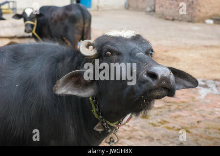 Buffalos inside a farm Kharian village Pakistan Stock Photo