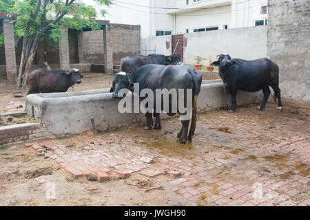 Buffalos inside a farm Kharian village Pakistan Stock Photo