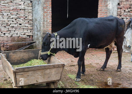 Buffalos inside a farm Kharian village Pakistan Stock Photo