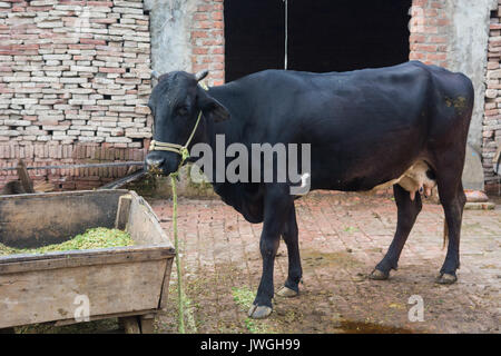 Buffalos inside a farm Kharian village Pakistan Stock Photo