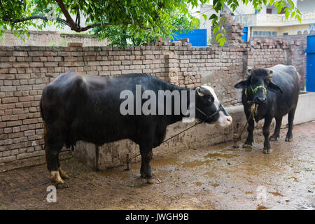 Buffalos inside a farm Kharian village Pakistan Stock Photo