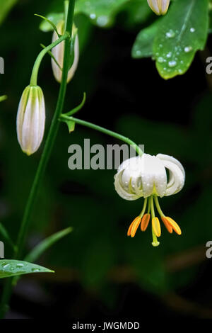 Lilium martagon var (Martagon lily or Turk´s cap). Photographed in Latvia Stock Photo