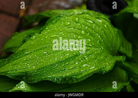 Water drops on a green leaf Stock Photo