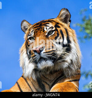 Sumatran Tiger Stock Photo