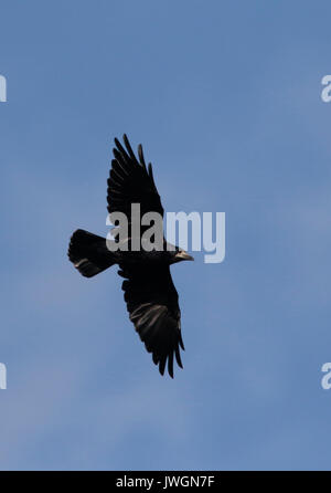 Rook in flight Stock Photo