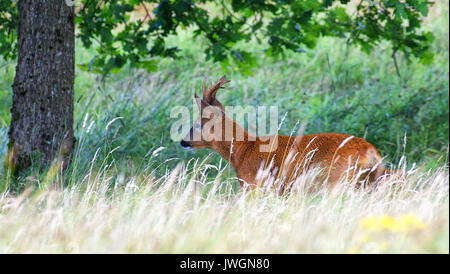 Roe Deer Stock Photo