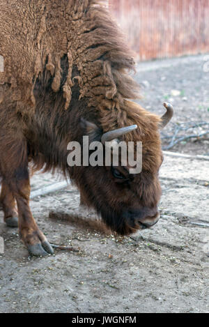 big bison head in zoo animal park outside Stock Photo - Alamy