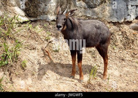 The Sumatran Serow is threatened due to habitat loss and hunting, leading to it being evaluated as vulnerable by the IUCN. Stock Photo