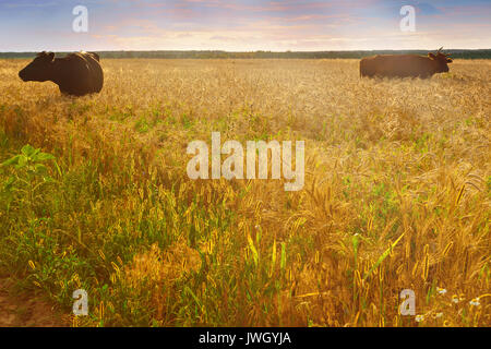 Cows grazing in field at sunset Stock Photo