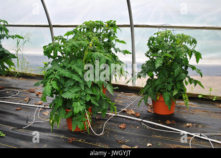Spring Tomato Plants Growing in a Greenhouse Stock Photo